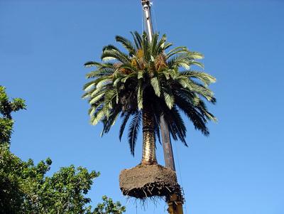 Palm.png